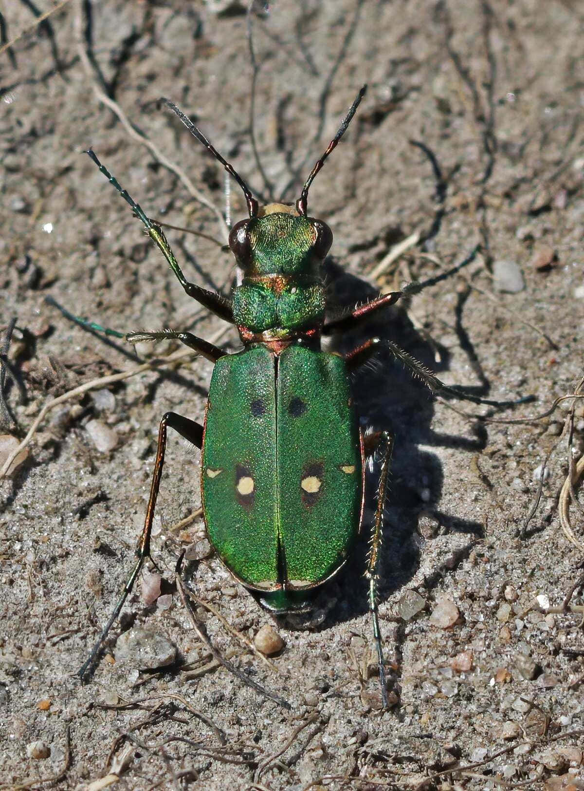 Green Tiger Beetle On Ground.jpg Wallpaper