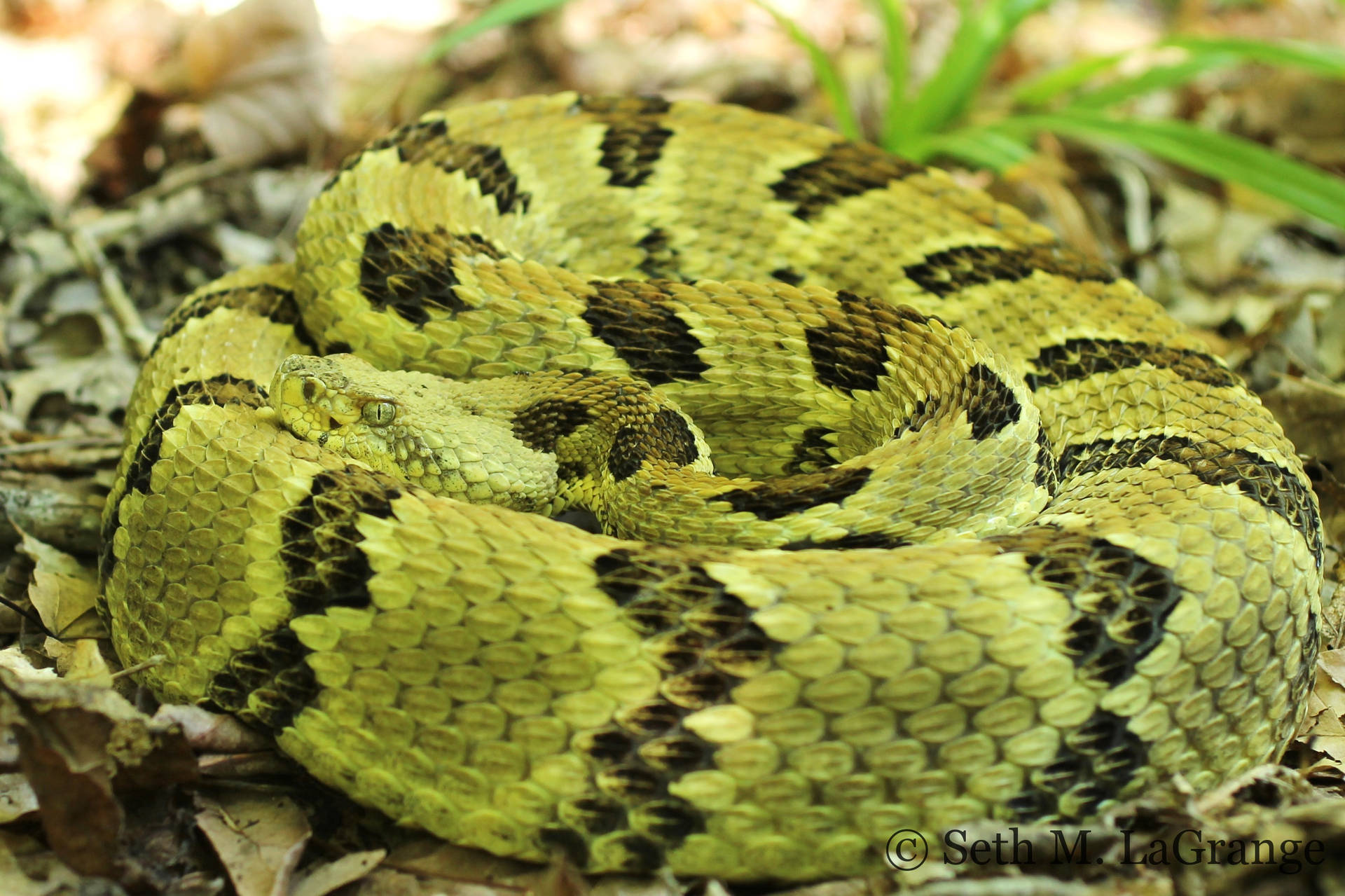 Green Timber Rattler Snake Wallpaper