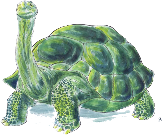 Green Tortoise Illustration PNG