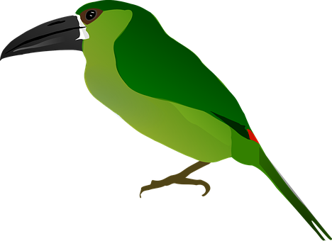 Green Toucan Vector Illustration PNG