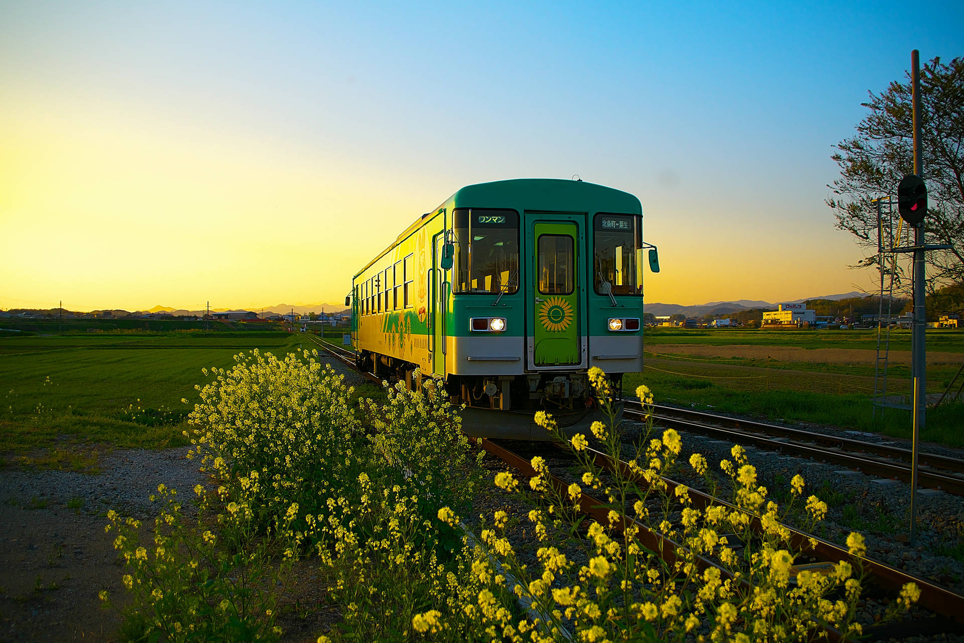 Flowers Follow the Train Wallpaper