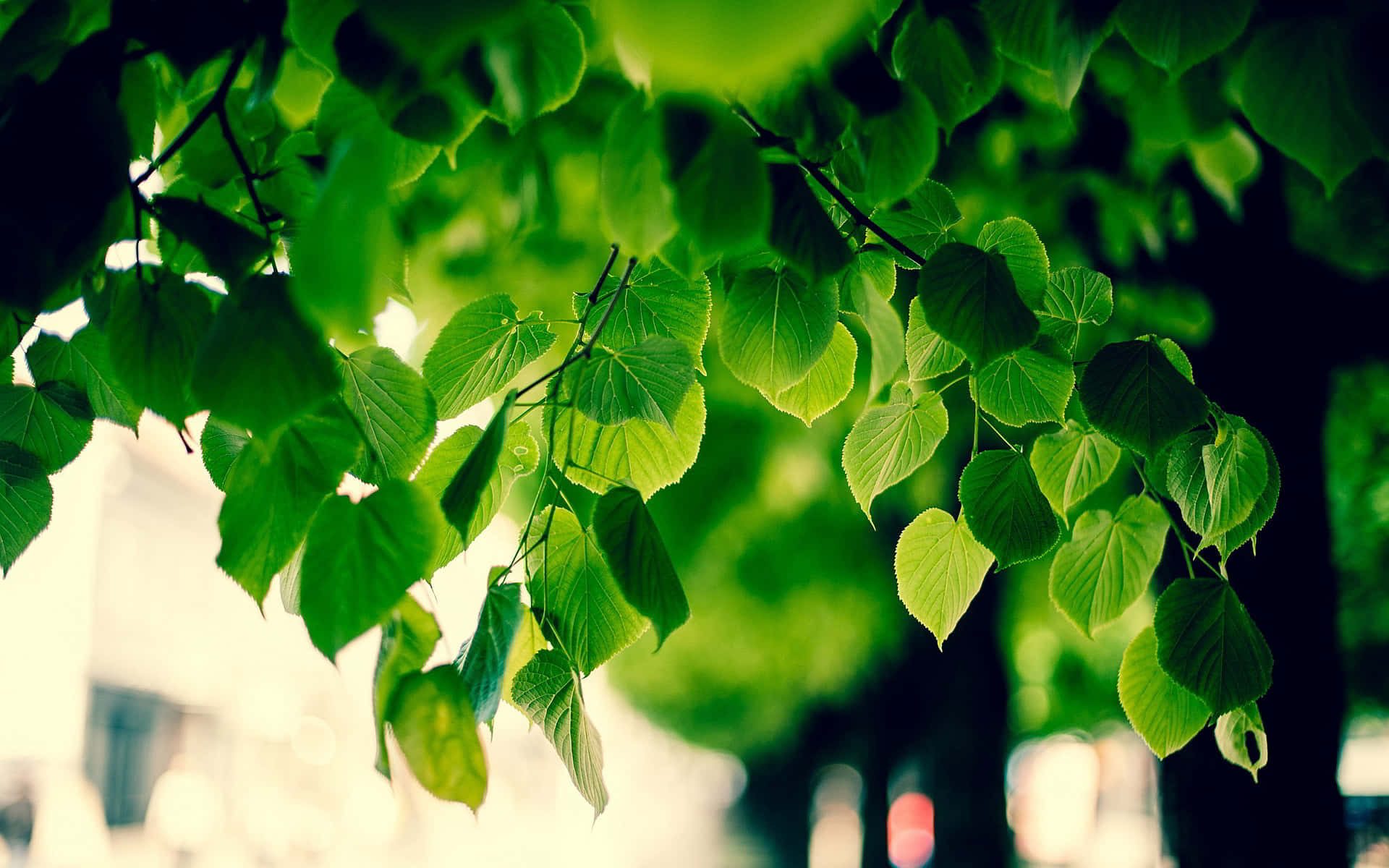 Refreshing Summer View of a Green Tree