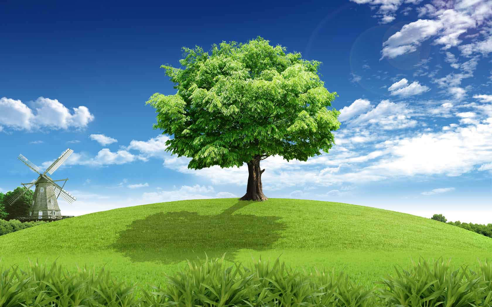A lush and lively green tree surrounded in a sunny paradise