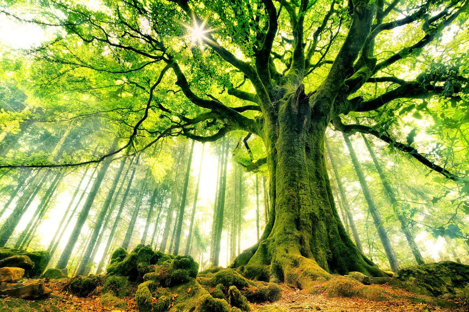 “Enjoy the Breathtaking Beauty of a Green Tree in Nature”