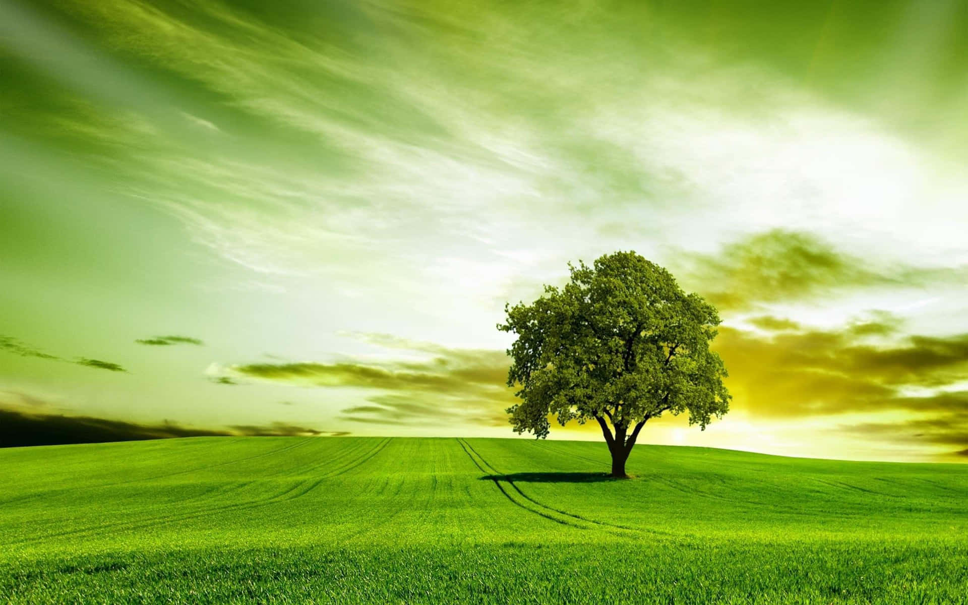 Etfrodigt, Grønt Træ Imod En Livlig Blå Himmel.