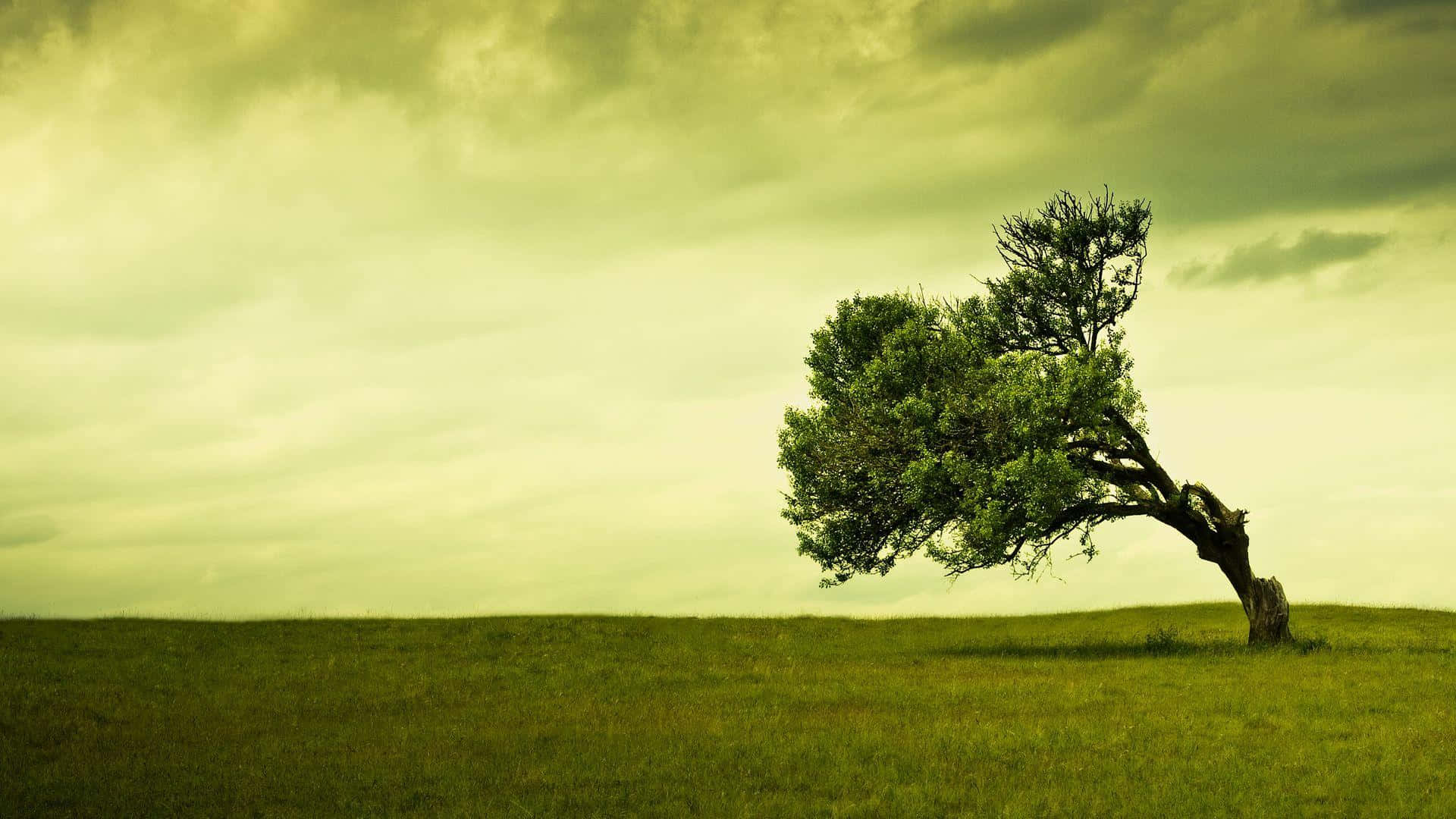 Einalter Und Majestätischer Grüner Baum Von Lebendiger Natur Umgeben