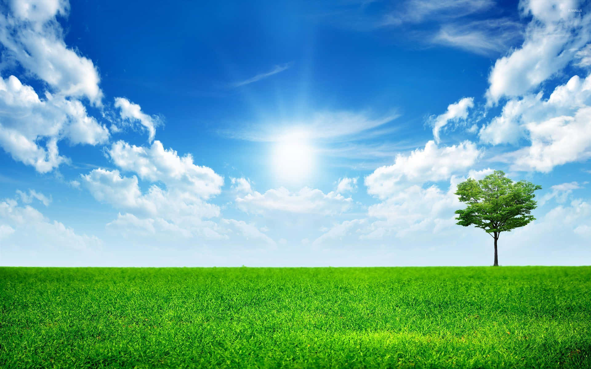 Etnærbillede Af Et Grønt Træ På En Solrig Dag