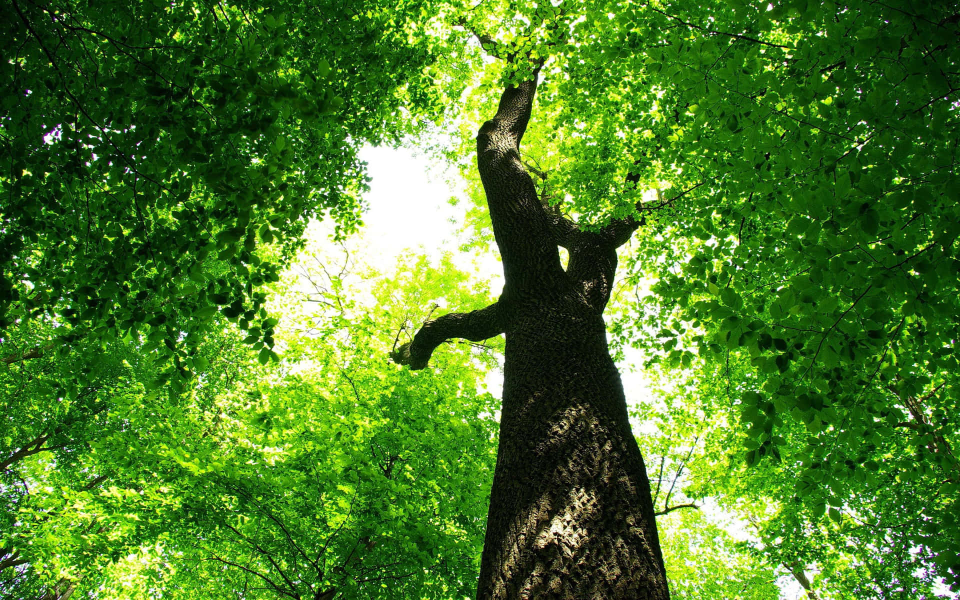 Enfridfull Grön Trä I Sommaren