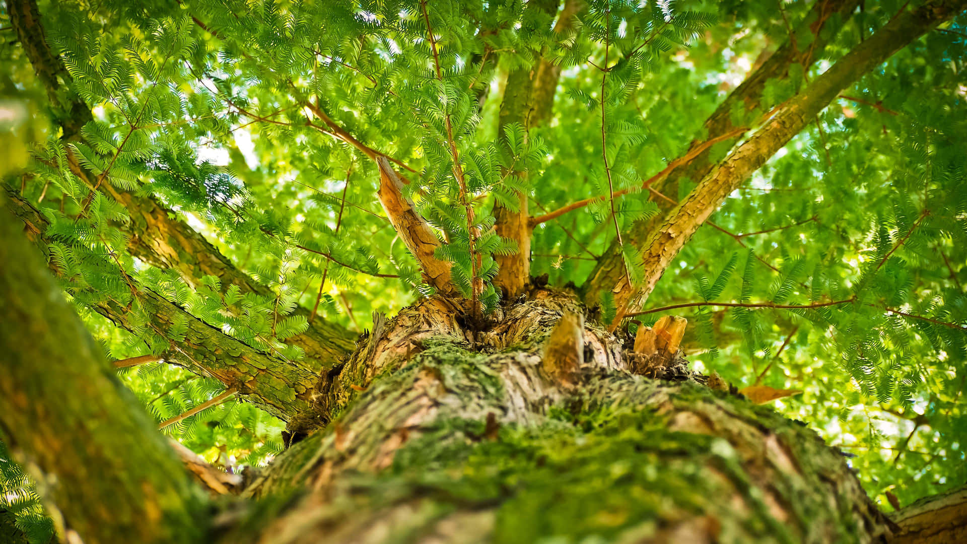 Einmajestätischer Grüner Baum Blüht Unter Dem Weiten Blauen Himmel