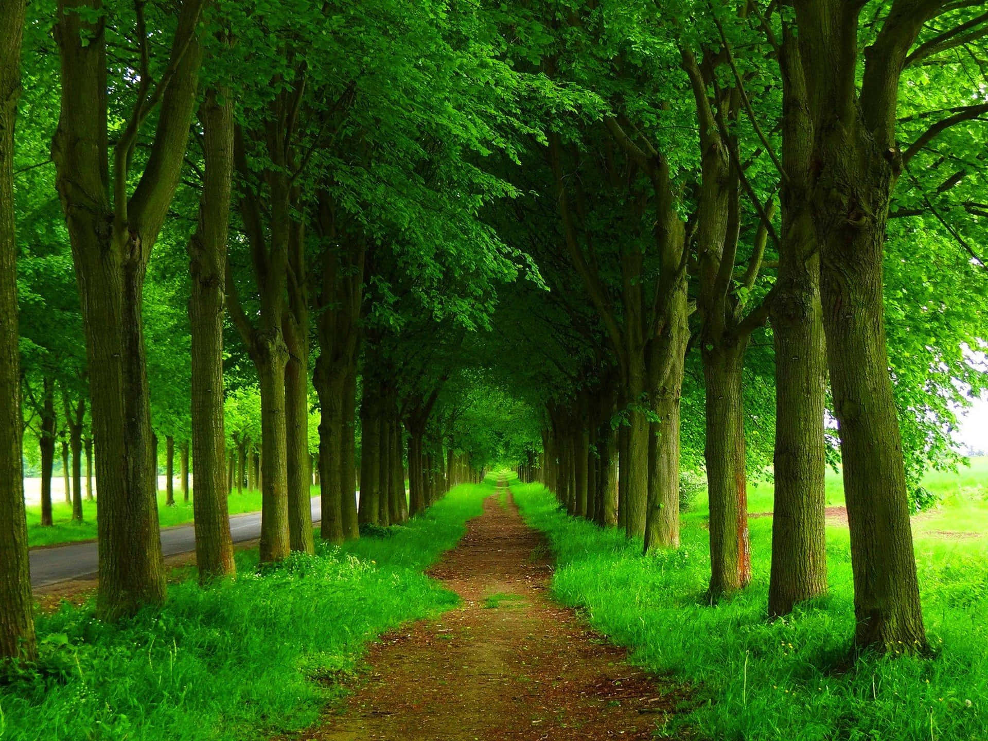 Enjoy Nature's Bounty with This Beautiful Green Tree Background
