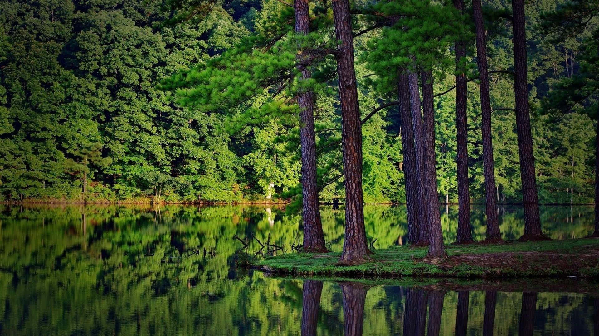 A Lake With Trees Reflected In It