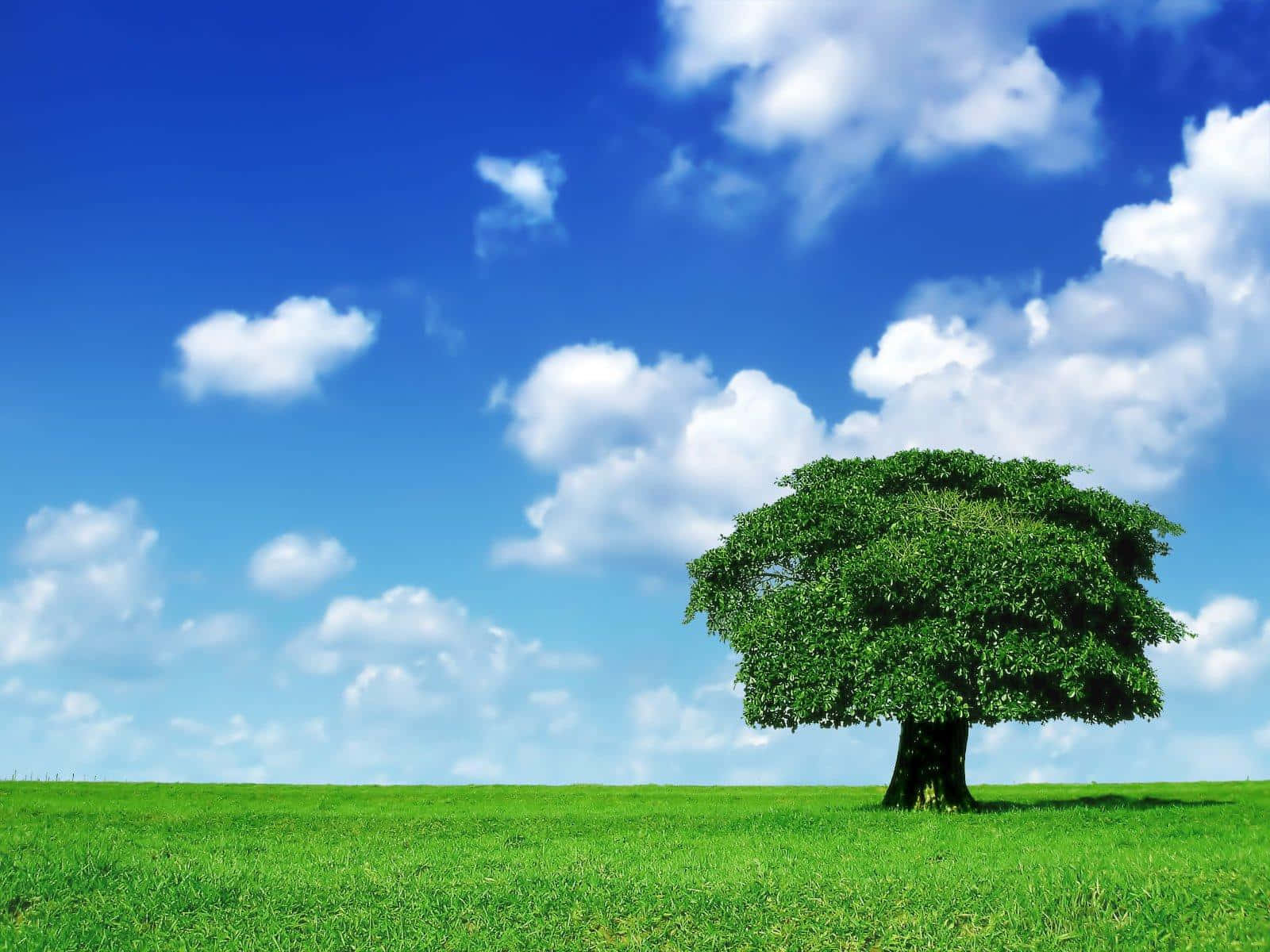 Einbild Von Ruhe Und Natur - Ein Grüner Baum In Schwarz Und Weiß