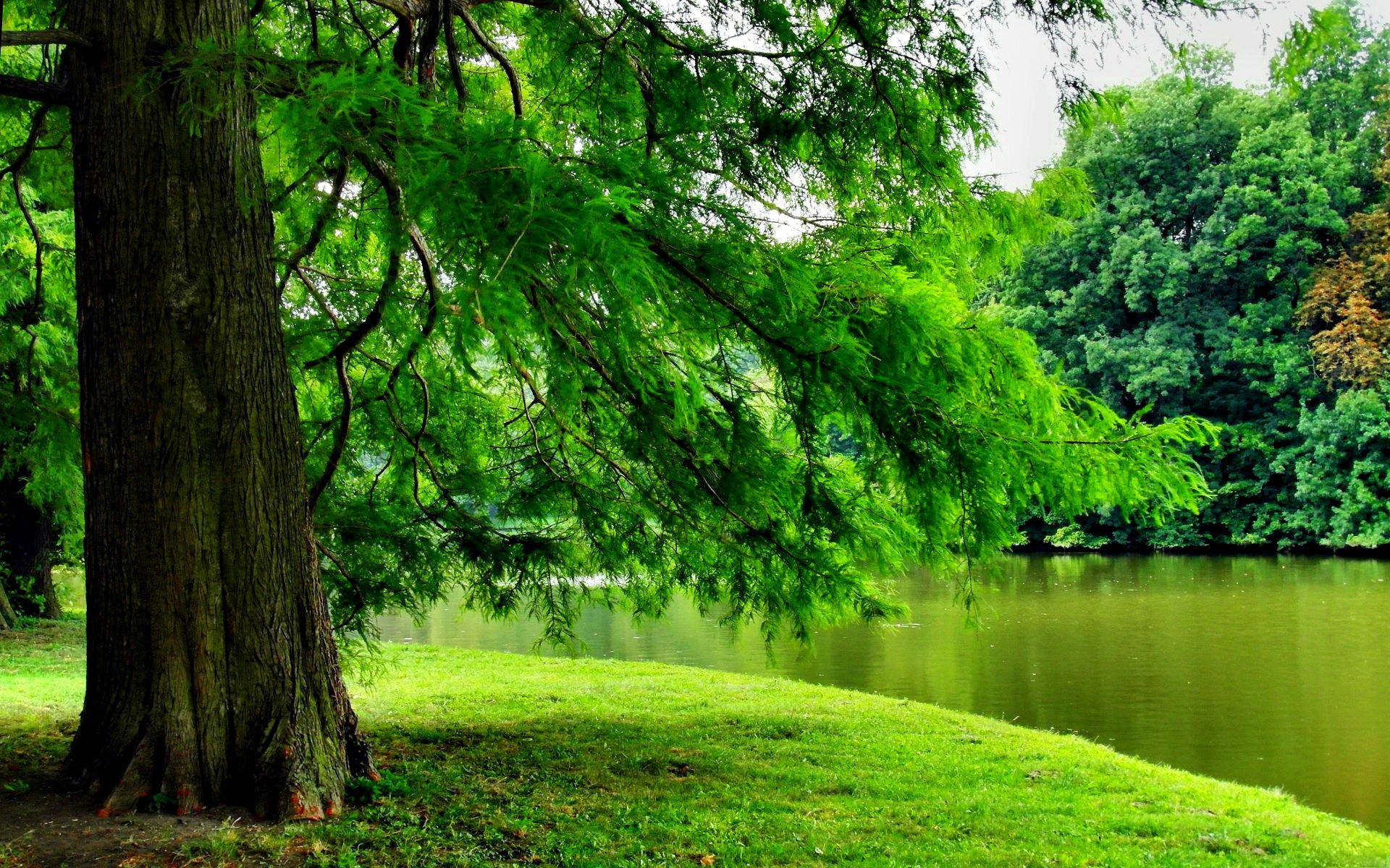 Download Green Tree By The River Wallpaper 