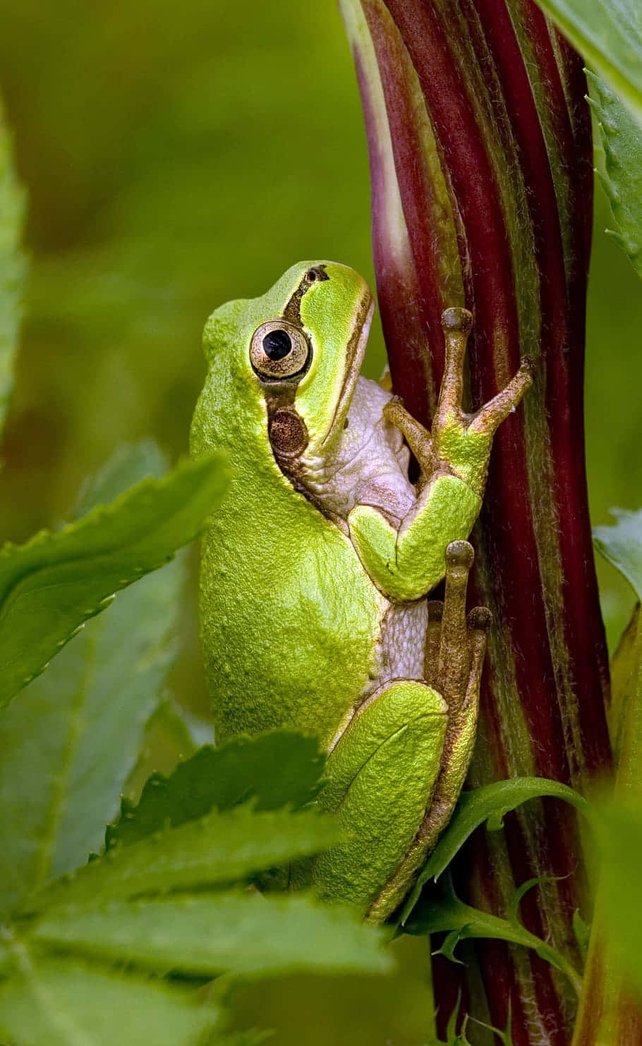 Green Tree Frog Clinging To Plant Wallpaper