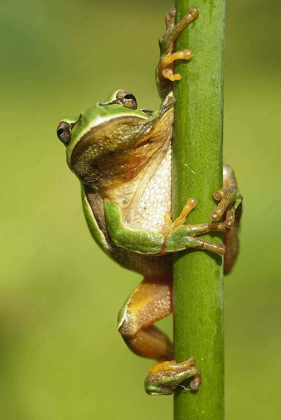 Green Tree Frog Clingingto Stem Wallpaper