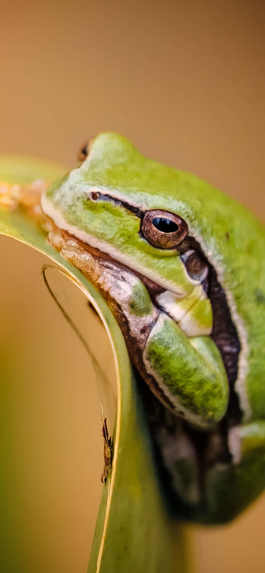 Green Tree Frog Closeup Wallpaper