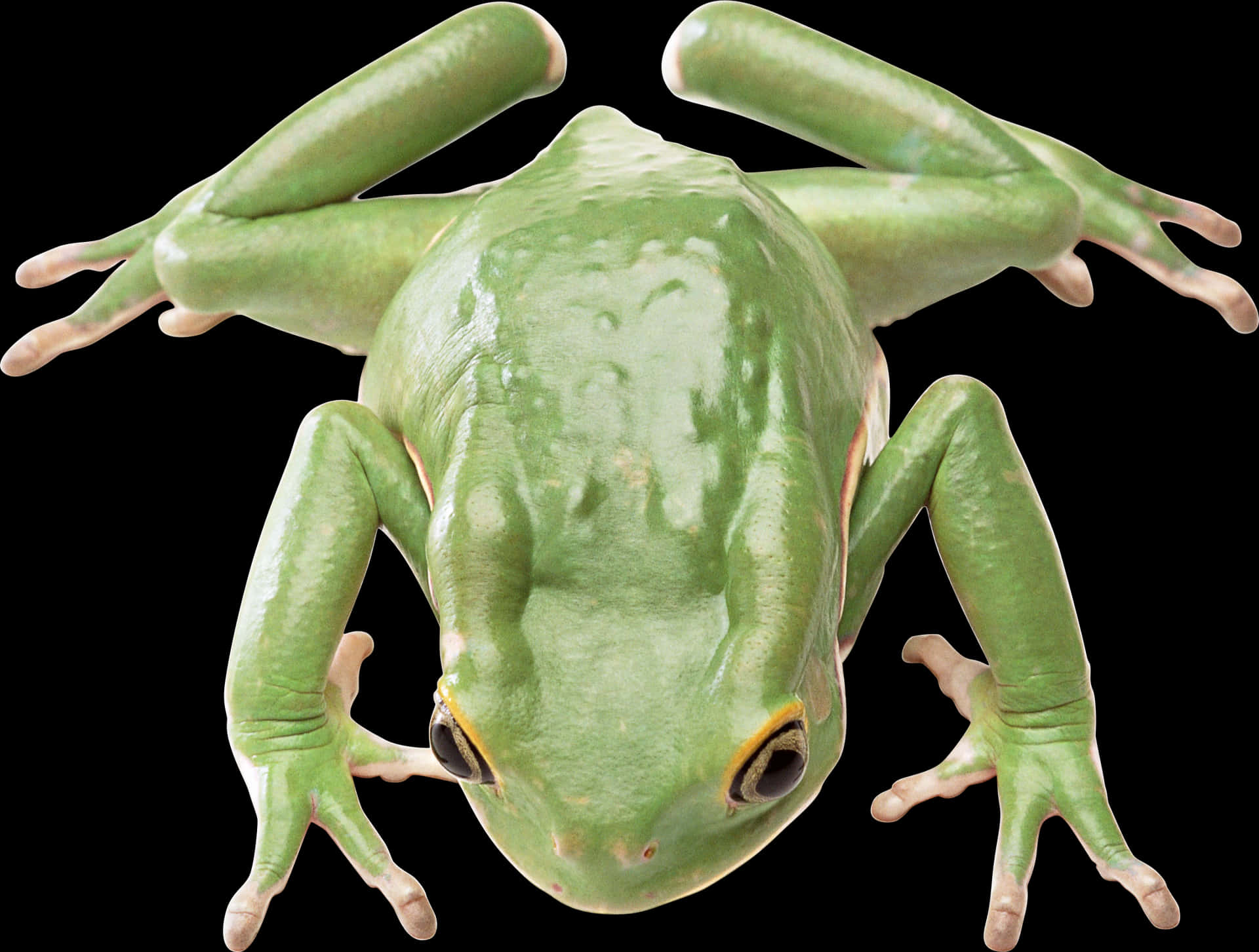 Green Tree Frog Isolatedon Black PNG