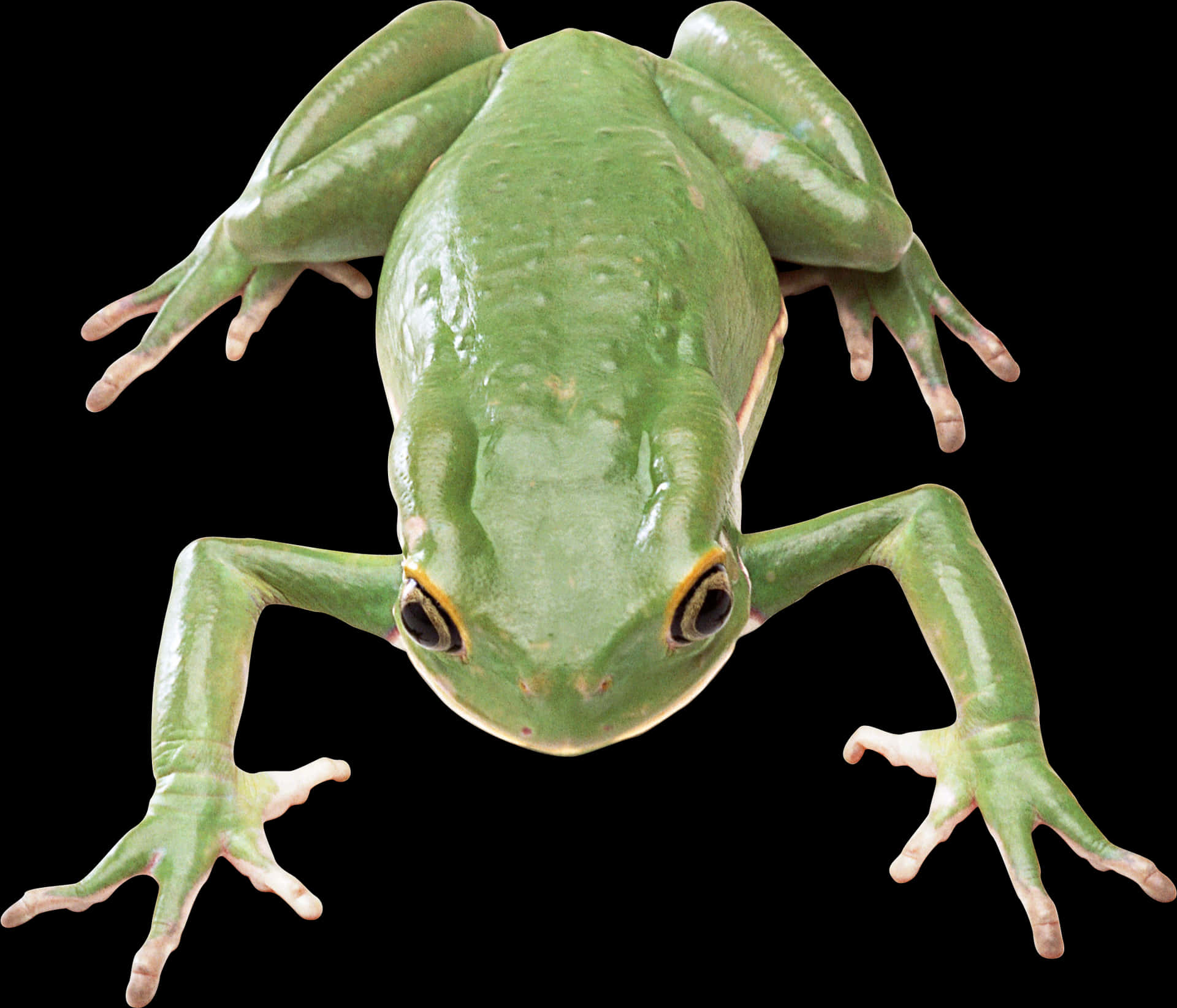 Green Tree Frog Isolatedon Black PNG