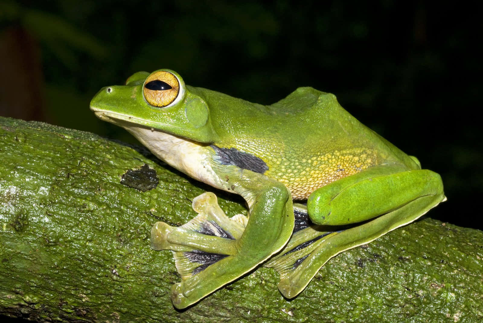Green Tree Frog On Branch.jpg Wallpaper