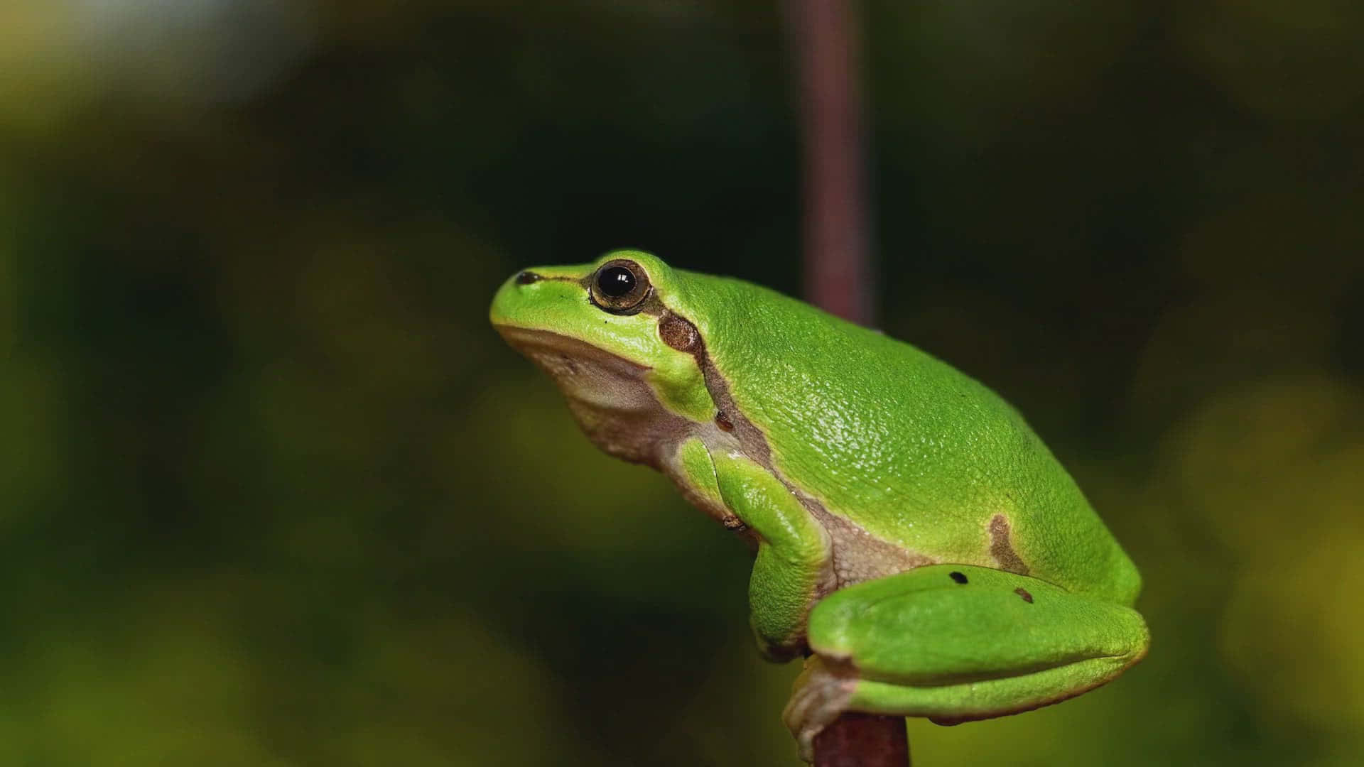 Green Tree Frog Perched Wallpaper