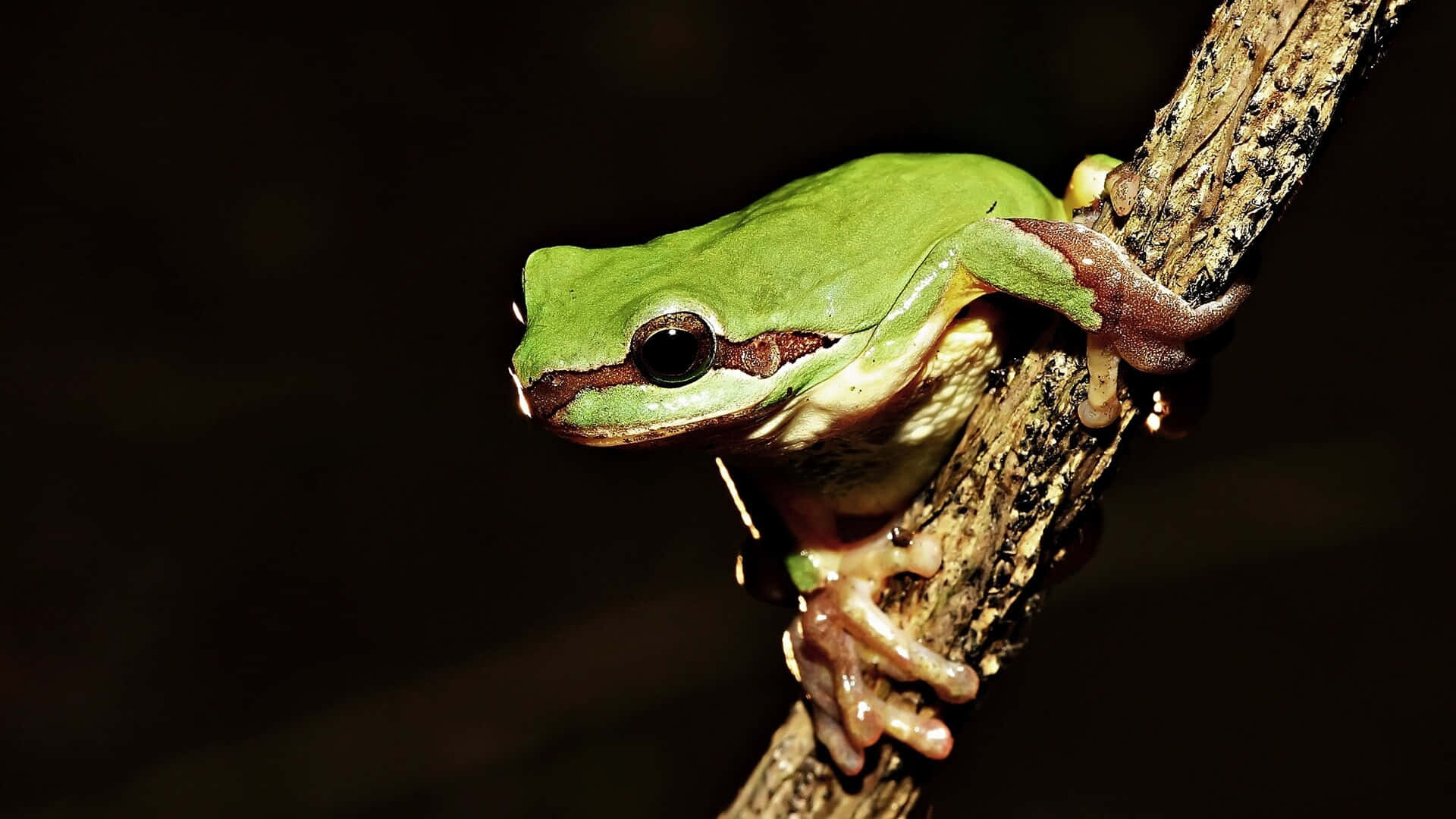 Green Tree Frog Perchedon Branch Wallpaper