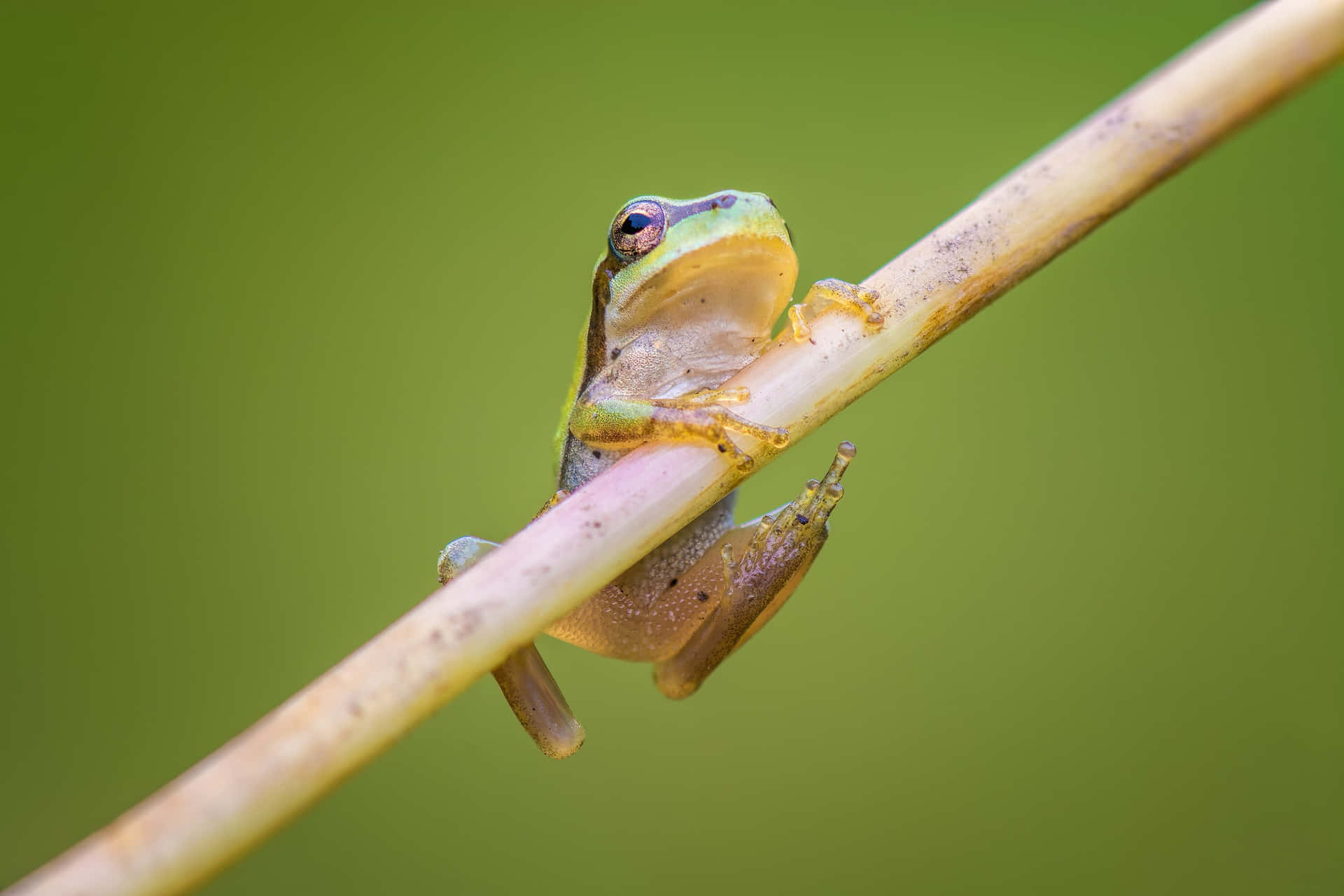 Green Tree Frog Perchedon Stem Wallpaper