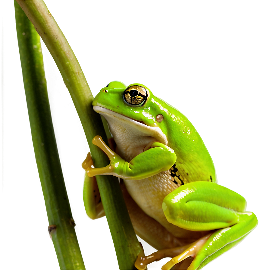 Green Tree Frog Png 43 PNG