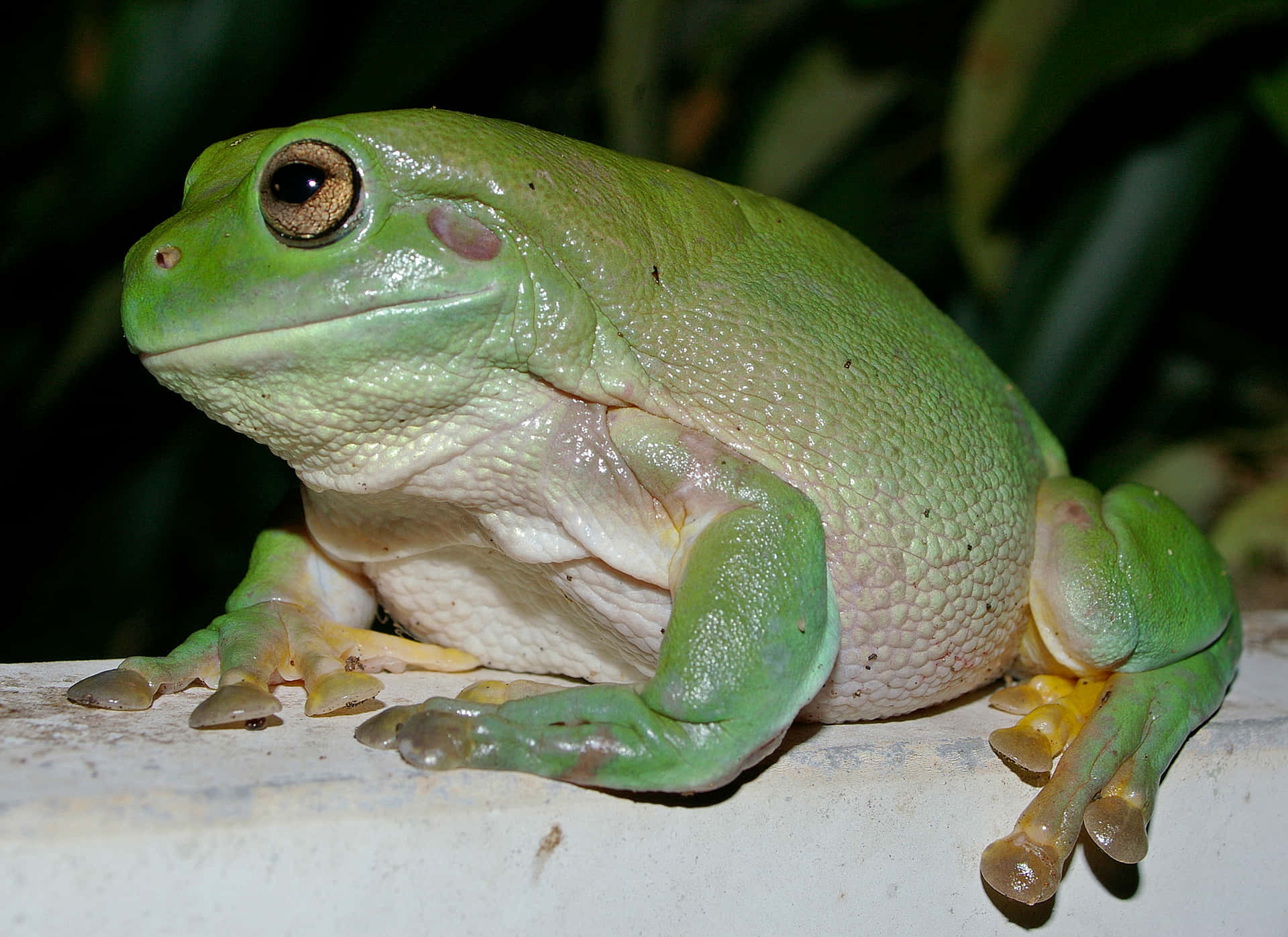 Green Tree Frog Resting Wallpaper