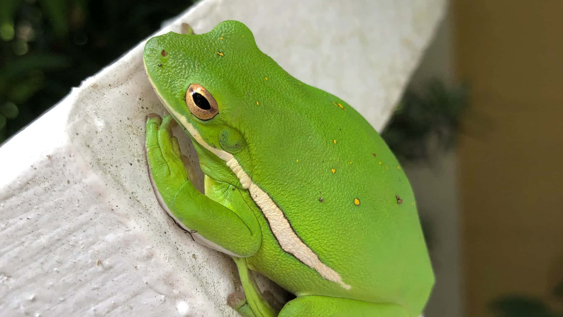 Green Tree Frog Resting Wallpaper