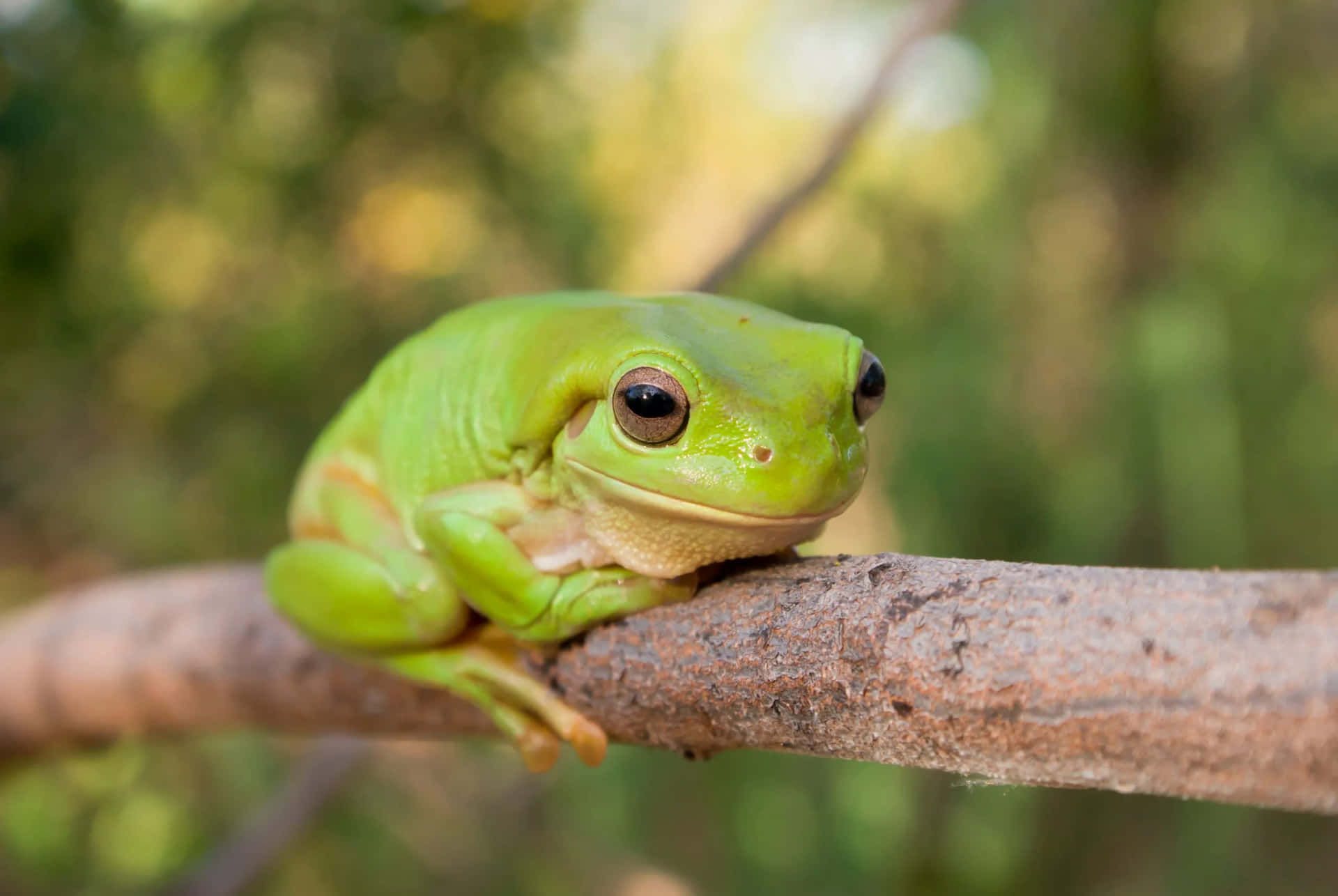 Green Tree Frog Restingon Branch Wallpaper