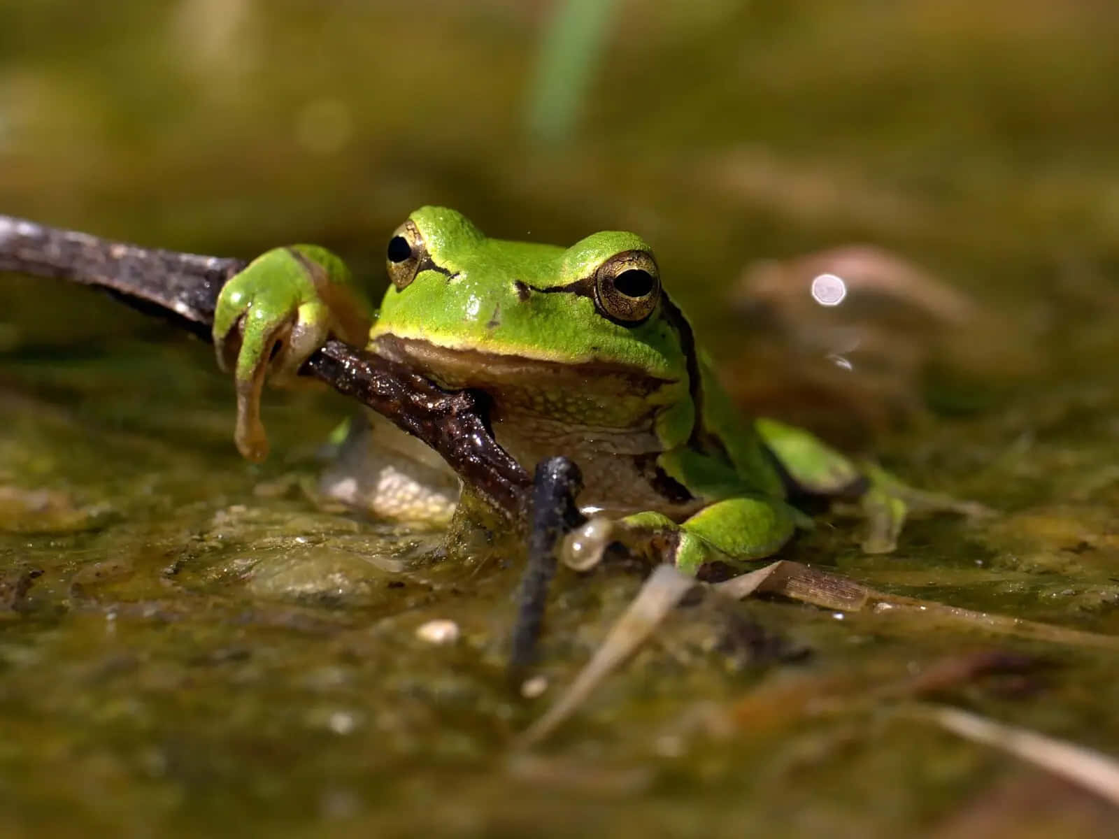 Green Tree Frog Restingon Branch Wallpaper