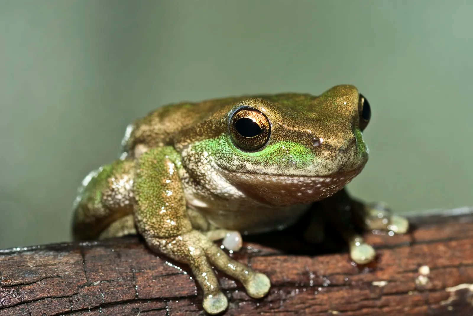 Green Tree Frog Restingon Branch.jpg Wallpaper