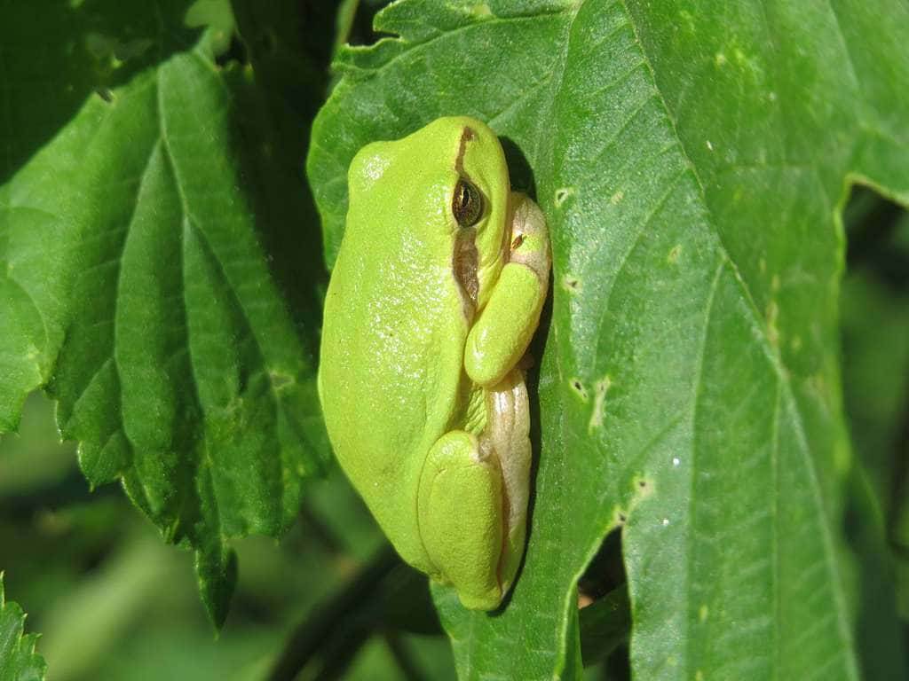 Green Tree Frog Restingon Leaf Wallpaper