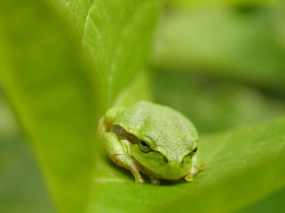 Green Tree Frog Restingon Leaf Wallpaper