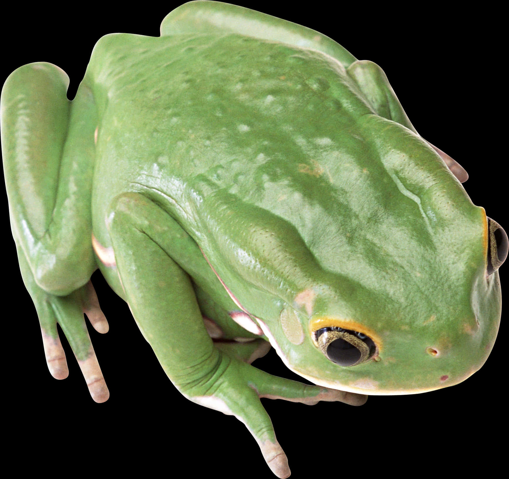 Green Tree Frog Top View PNG