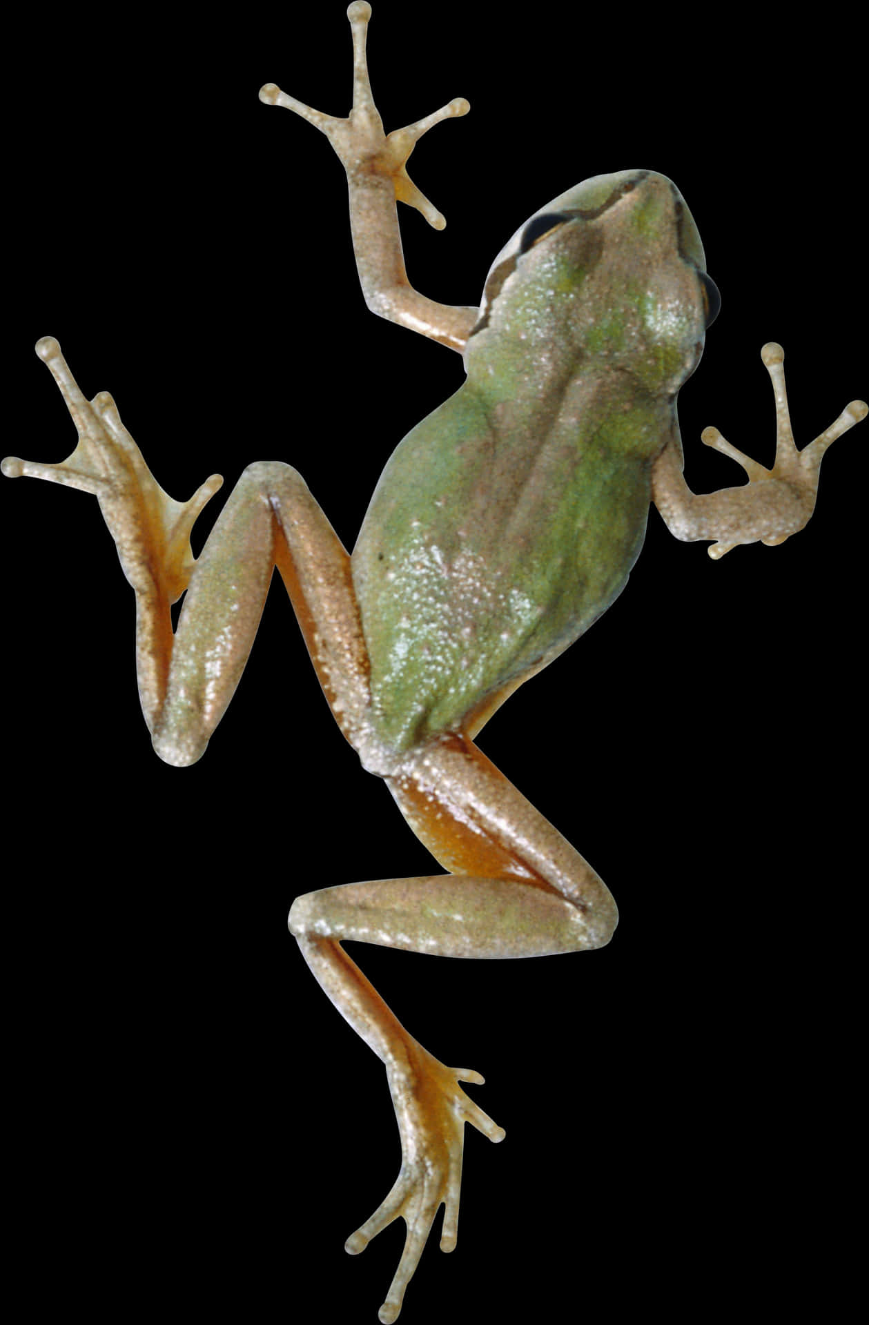 Green Tree Frog Transparent Background PNG