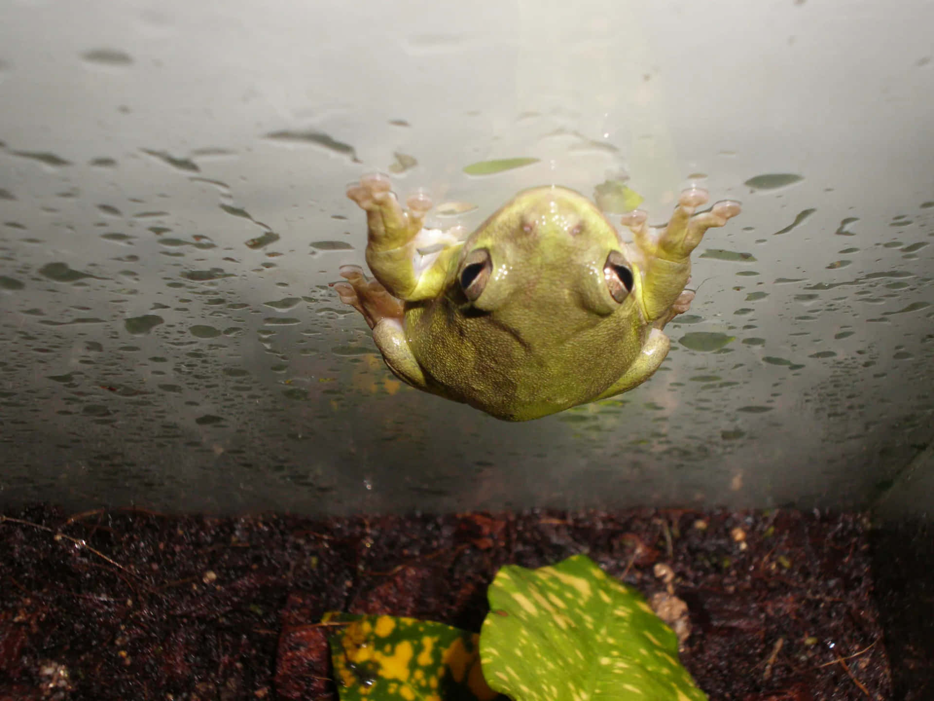 Green Tree Frog Under Glass Wallpaper
