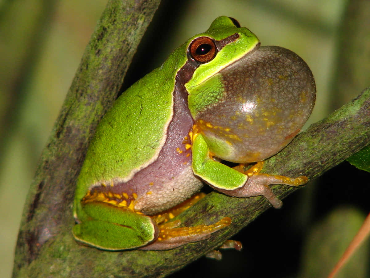 Green Tree Frog Vocalizing Wallpaper