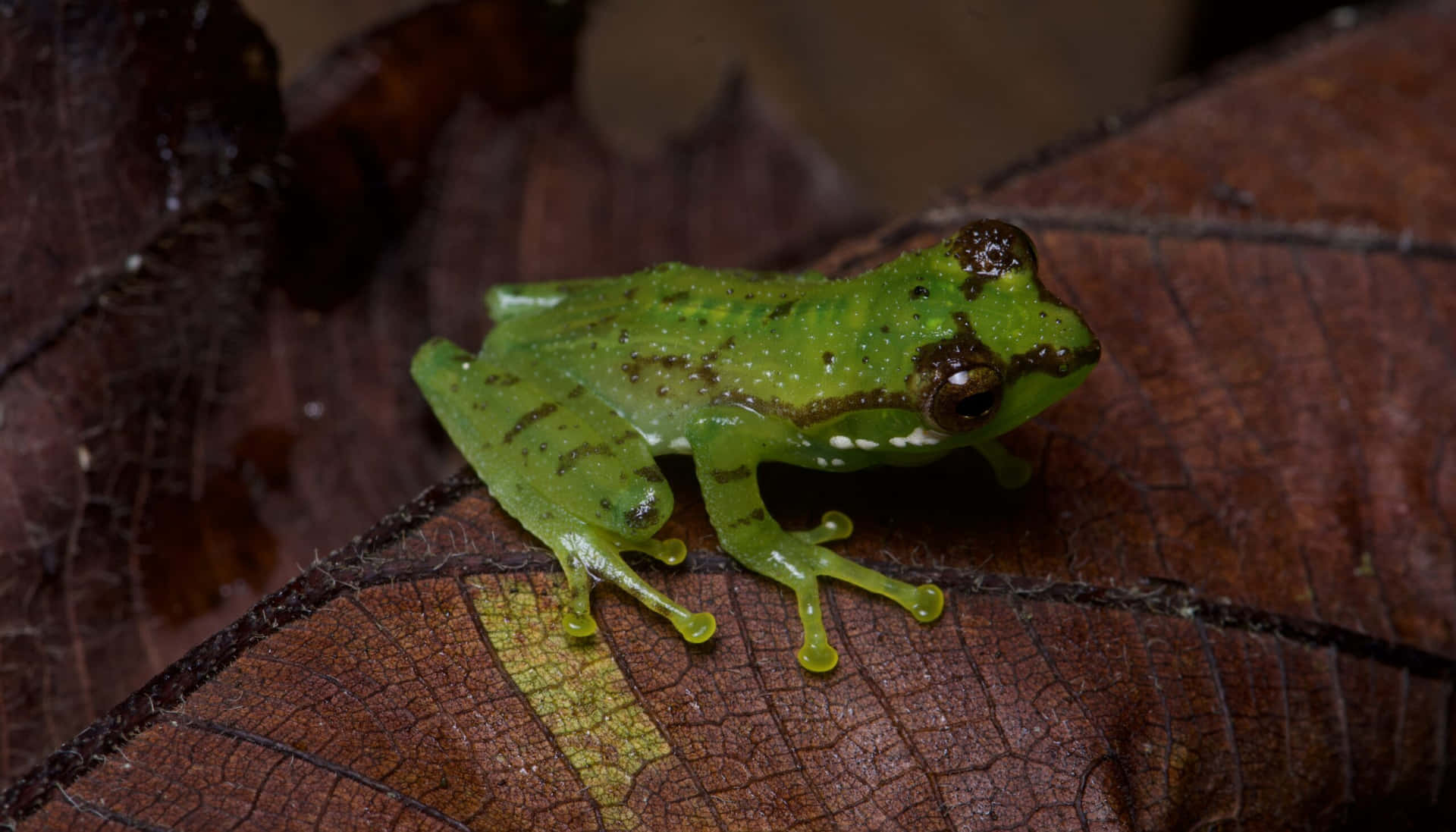 Katak Pohon Hijau Di Atas Daun Coklat Wallpaper