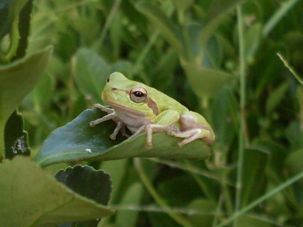 Green Tree Frogon Leaf Wallpaper