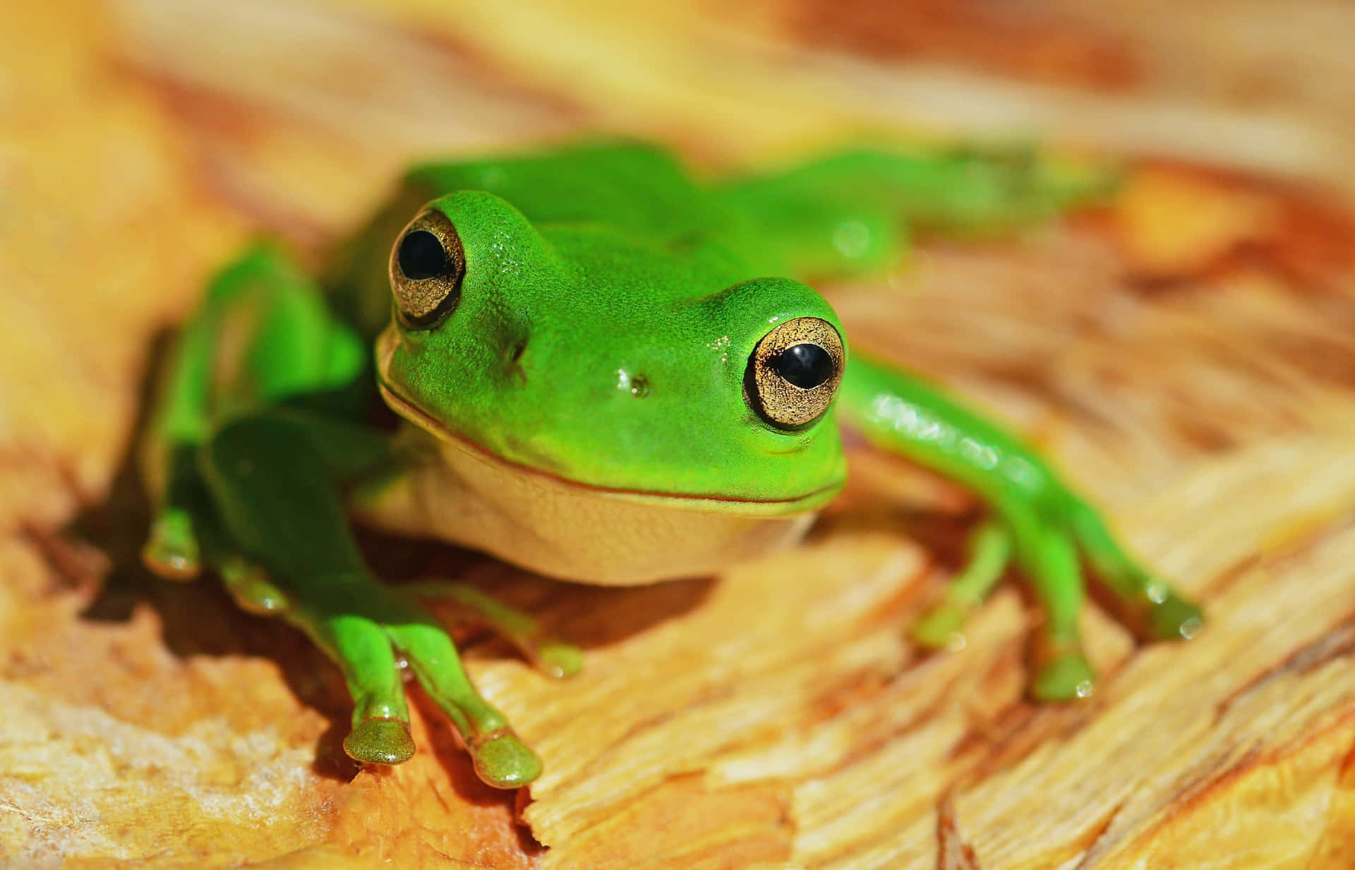 Katak Pohon Hijau Di Atas Kayu Wallpaper