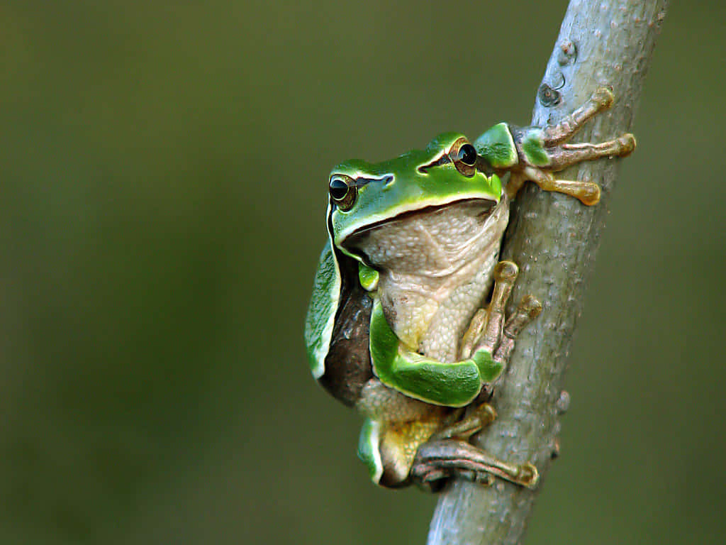 Green Tree Frogs Perching Wallpaper