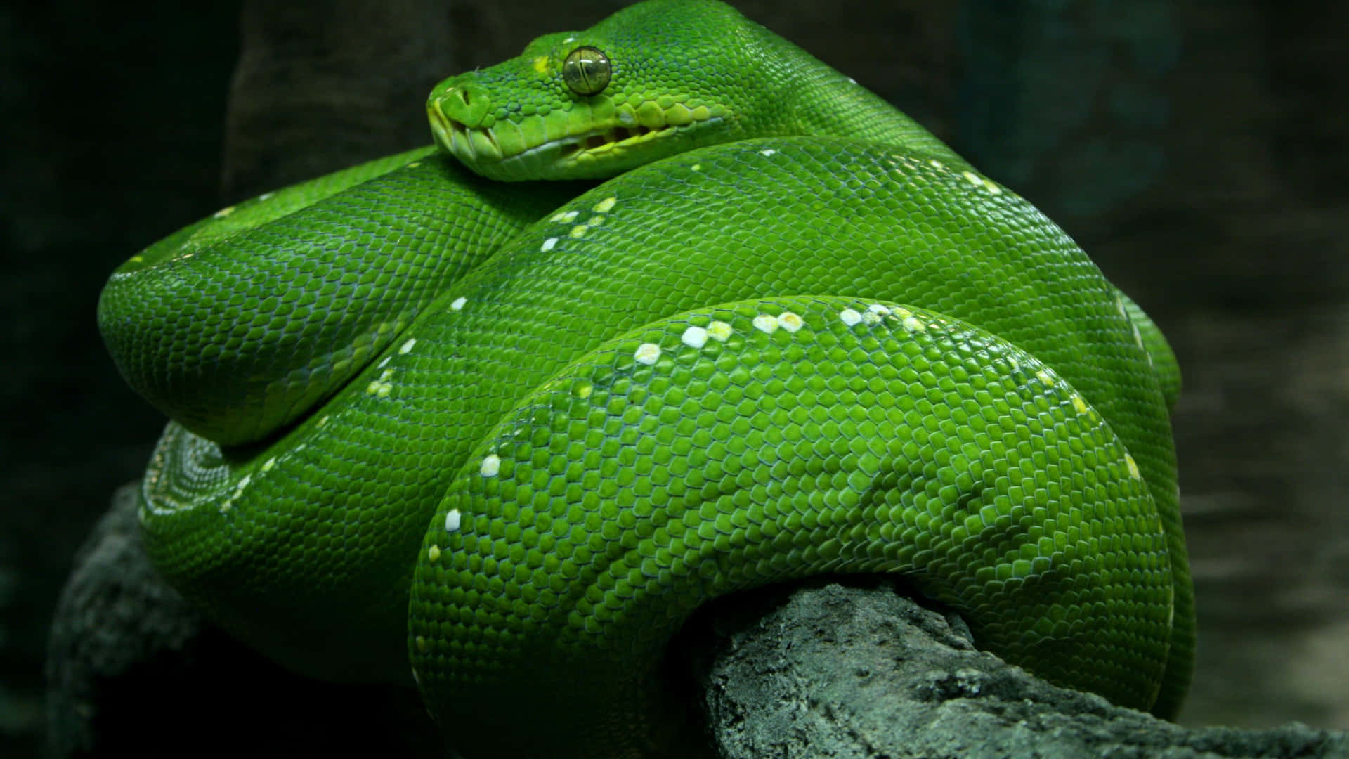 Green Tree Python With Green Eyes Wallpaper