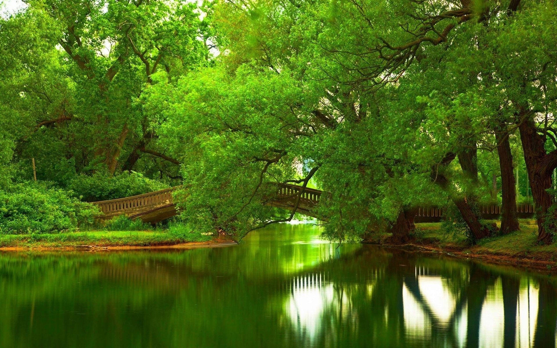 Green Trees By The Pond Wallpaper