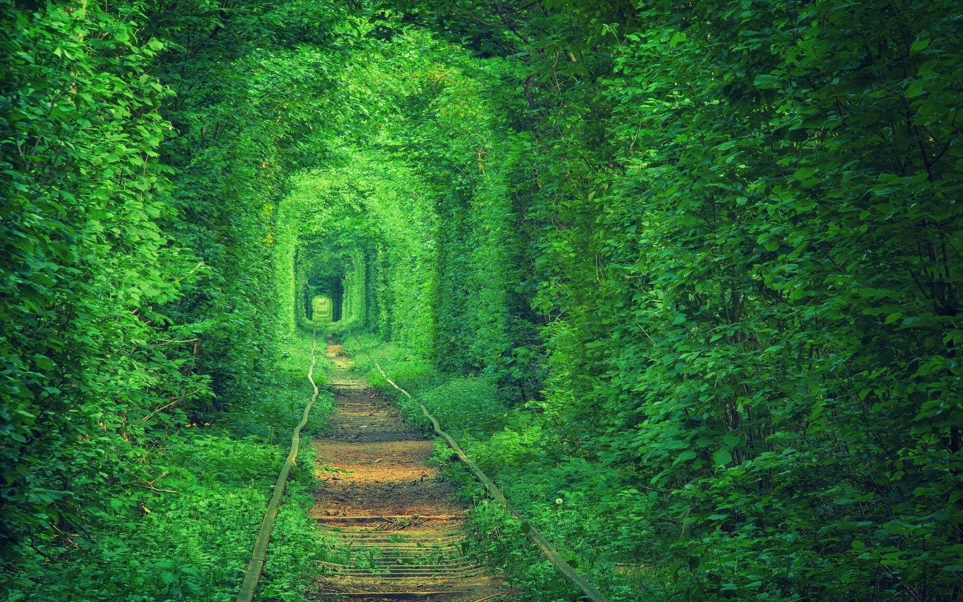 Green Trees By The Railway Wallpaper