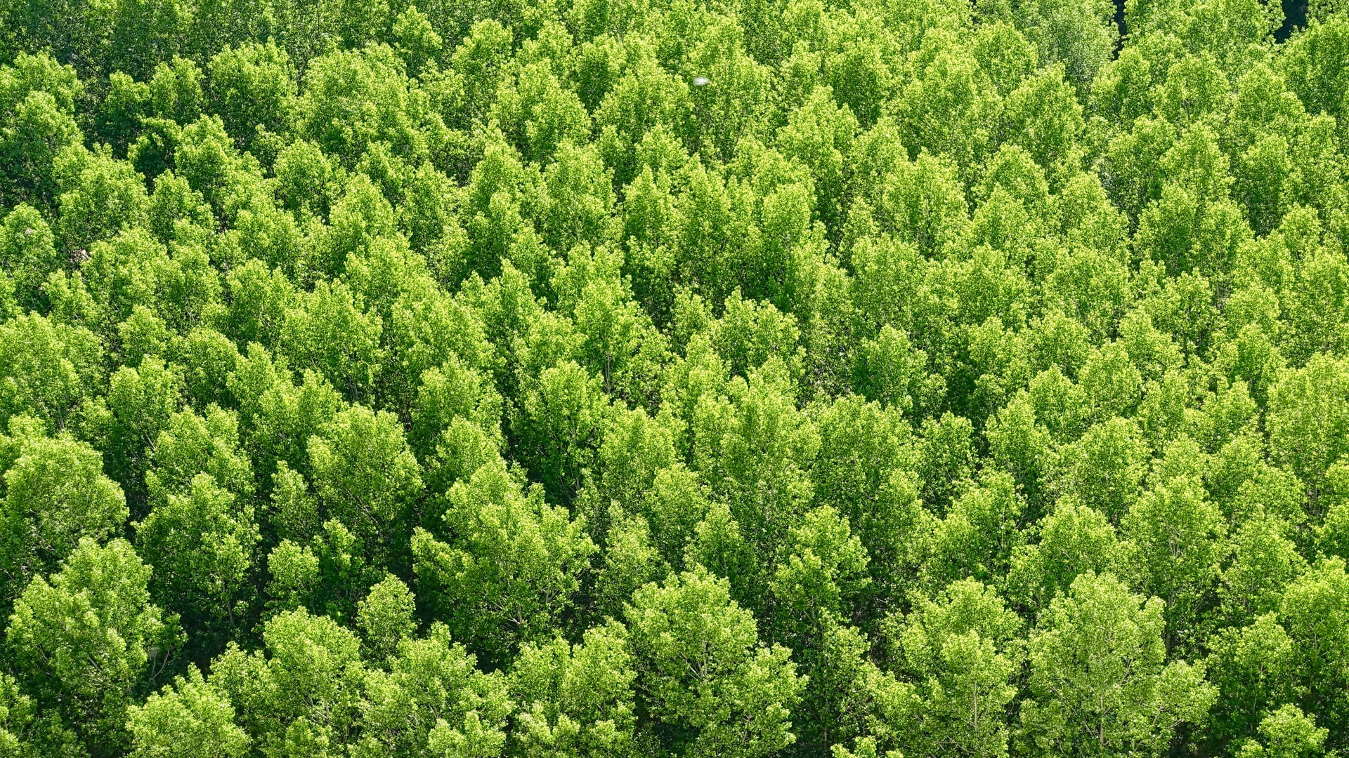 Vistade Bosque De Árboles Verdes Fondo de pantalla