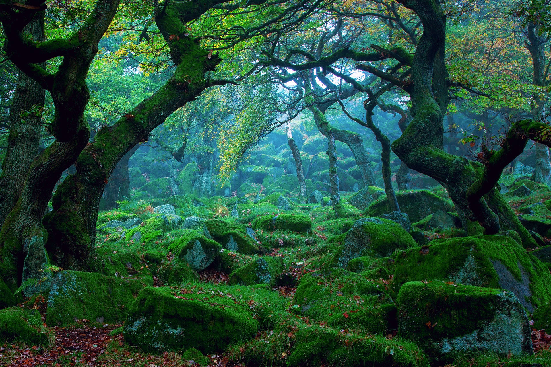 Download Green Trees In A Magical Forest Wallpaper 