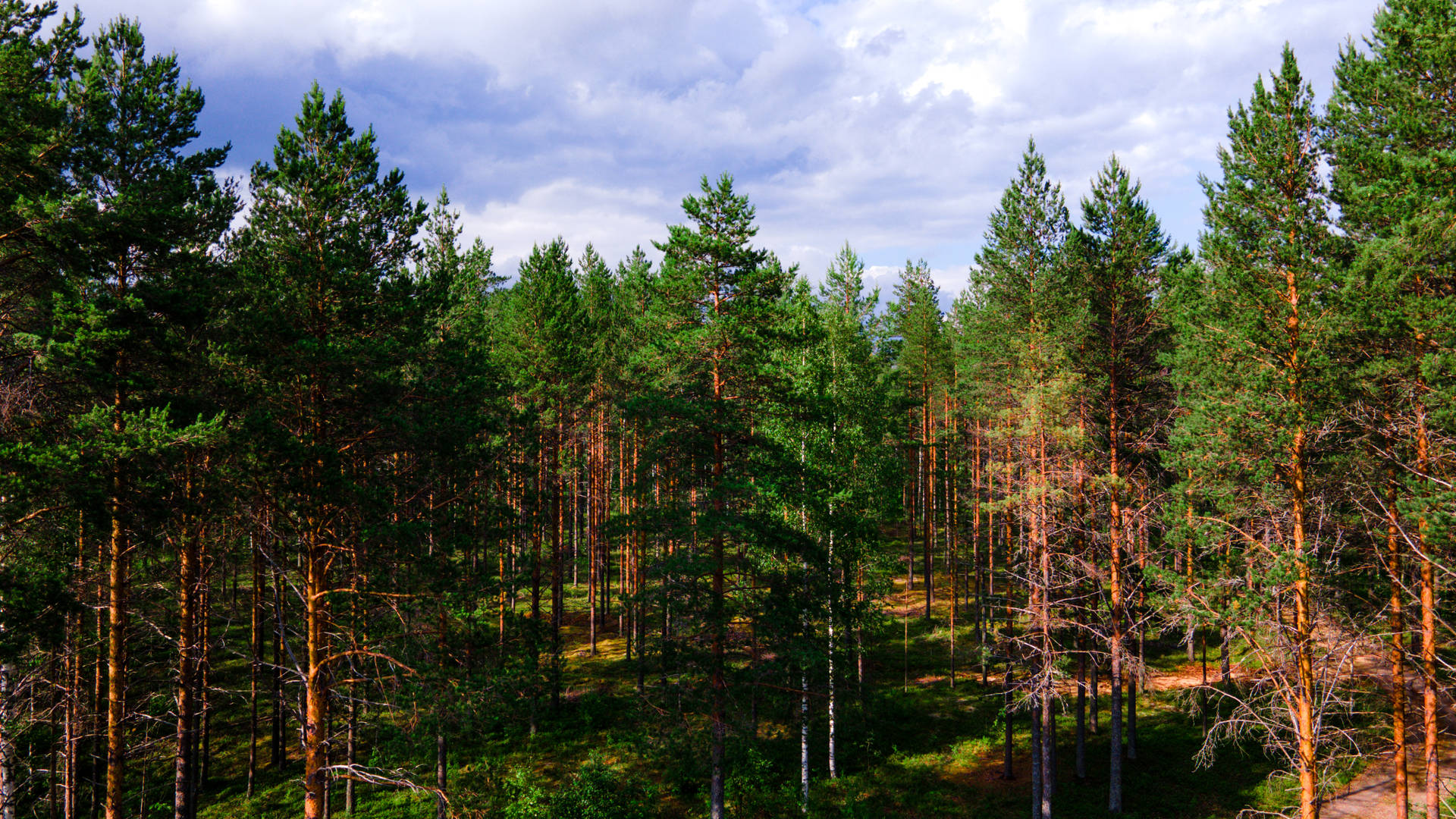 Árbolesverdes En El Bosque Nórdico Fondo de pantalla