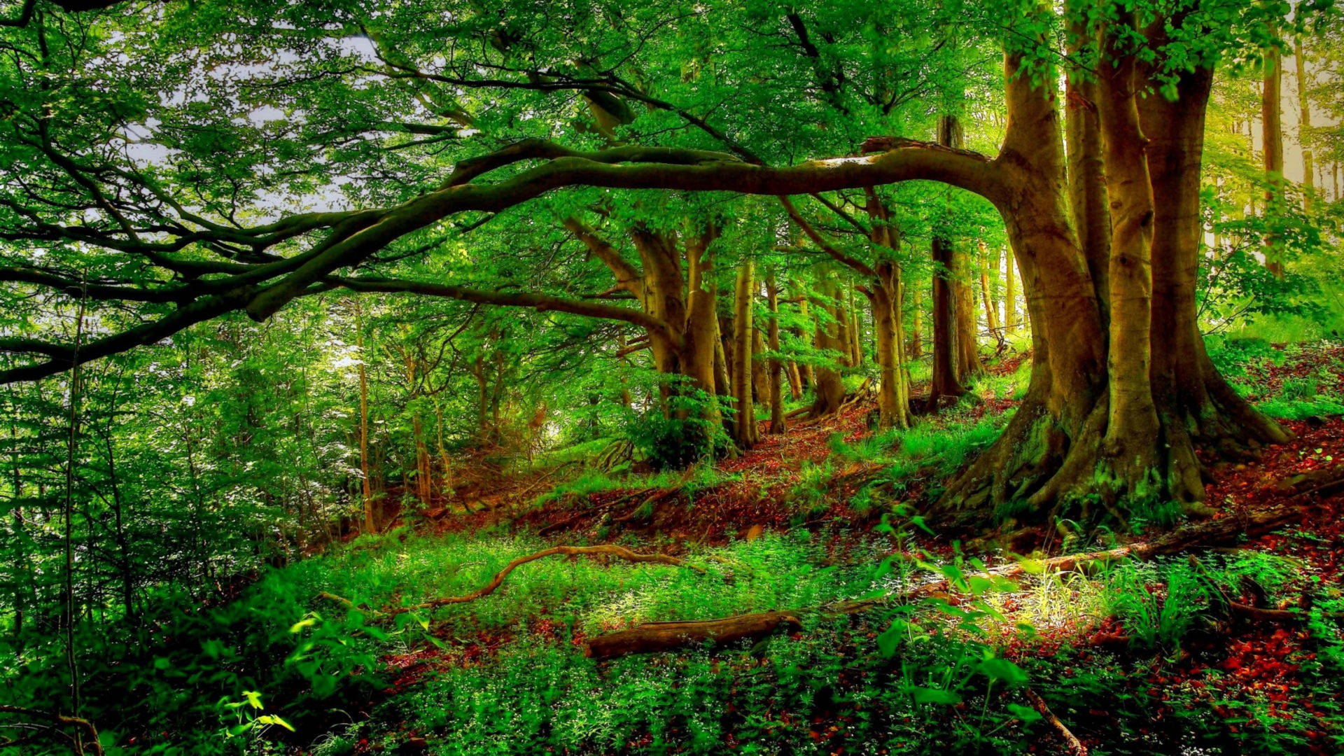 Green Trees In The Forest Wallpaper