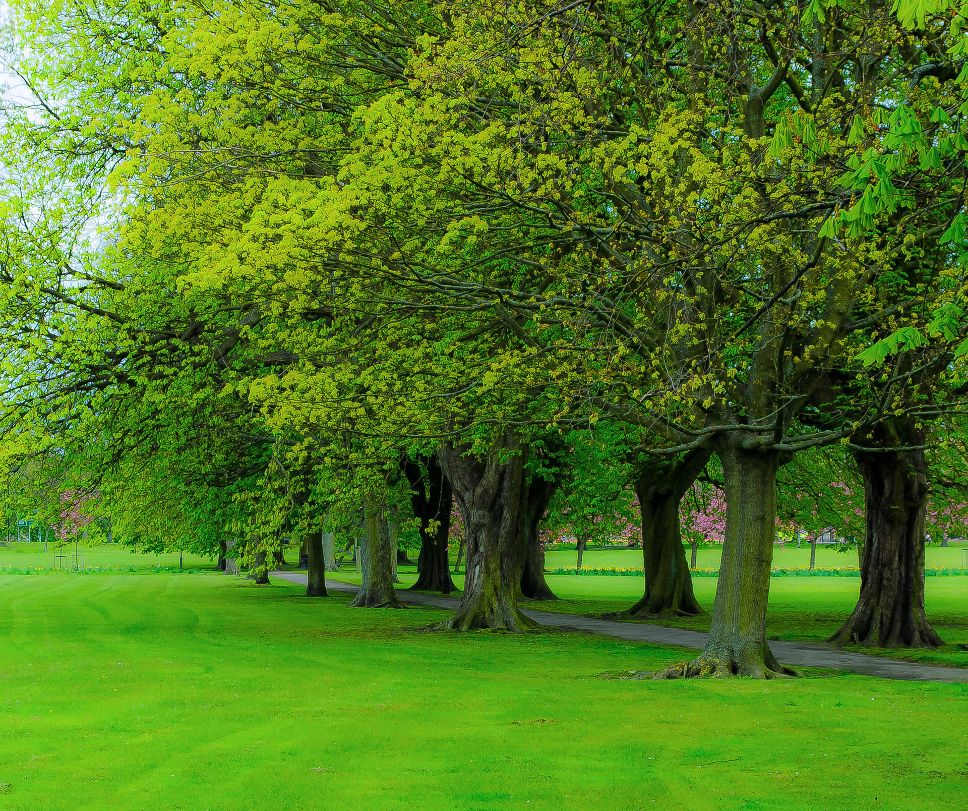 Green Trees In The Park Wallpaper
